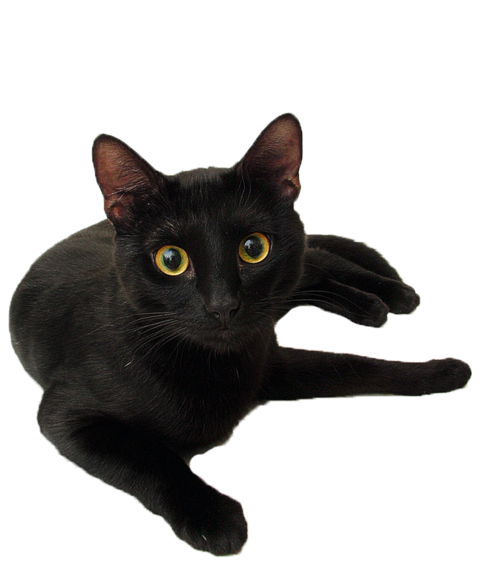 catblack.png